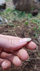 Carabina