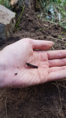 Carabina