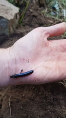Carabina