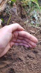 Carabina