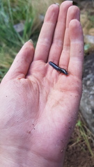 Carabina
