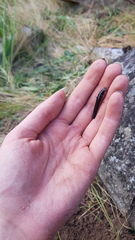 Carabina
