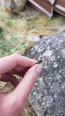 Carabina