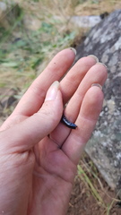 Carabina