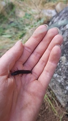Carabina