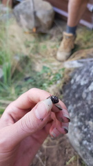 Carabina