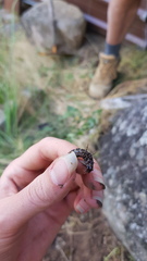 Carabina