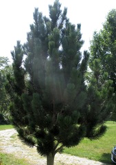 Pinus heldreichii