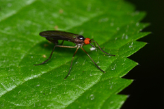 Rhamphomyia longicauda