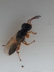 Anteon caledonianum