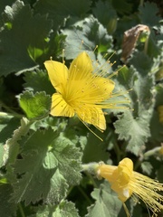 Eucnide bartonioides