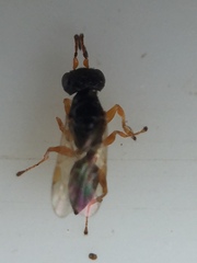 Anteon caledonianum