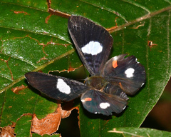 Cyrenia martia