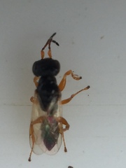Anteon caledonianum