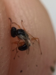 Anteon caledonianum