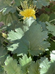 Eucnide bartonioides