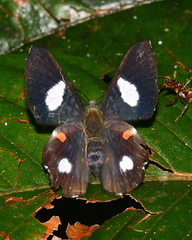 Cyrenia martia