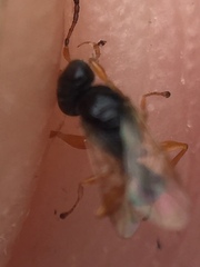 Anteon caledonianum