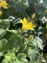 Eucnide bartonioides
