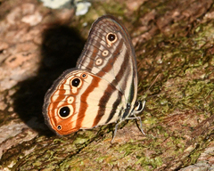 Euptychia enyo