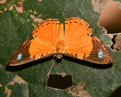 Argyrogrammana physis
