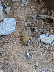 Osteocephalus taurinus