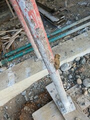 Osteocephalus taurinus