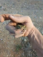 Osteocephalus taurinus