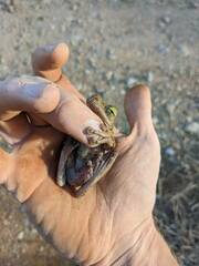 Osteocephalus taurinus