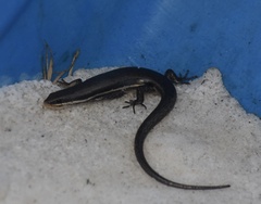 Marisora brachypoda