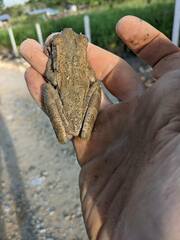 Osteocephalus taurinus