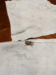 Chauliognathus cinguliventris