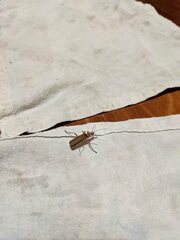 Chauliognathus cinguliventris