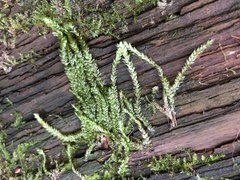 Fontinalis antipyretica