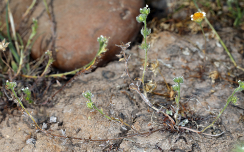 iNaturalist observation photo of Greene's popcornflower