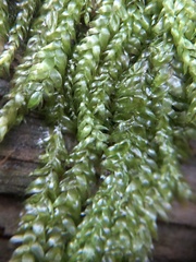 Fontinalis antipyretica