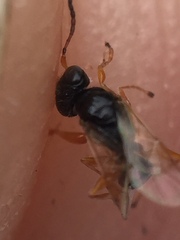 Anteon caledonianum