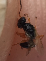 Anteon caledonianum