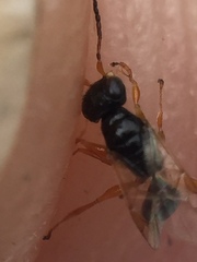 Anteon caledonianum