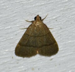 Hypsopygia nostralis