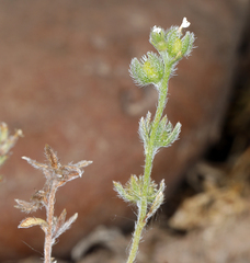 Plagiobothrys greenei