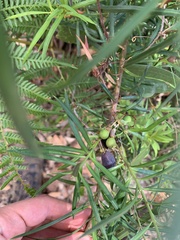 Podocarpus spinulosus