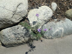 Glandularia aristigera