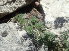 Glandularia aristigera