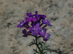 Glandularia aristigera