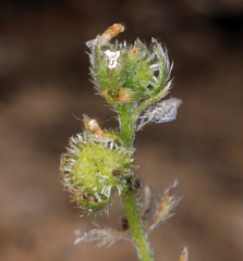 Plagiobothrys greenei