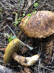 Boletus fibrillosus