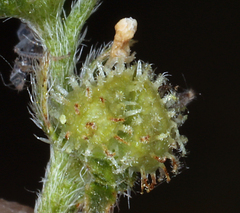 Plagiobothrys greenei