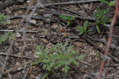 Spathalium audouinii