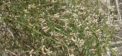 Alternanthera filifolia